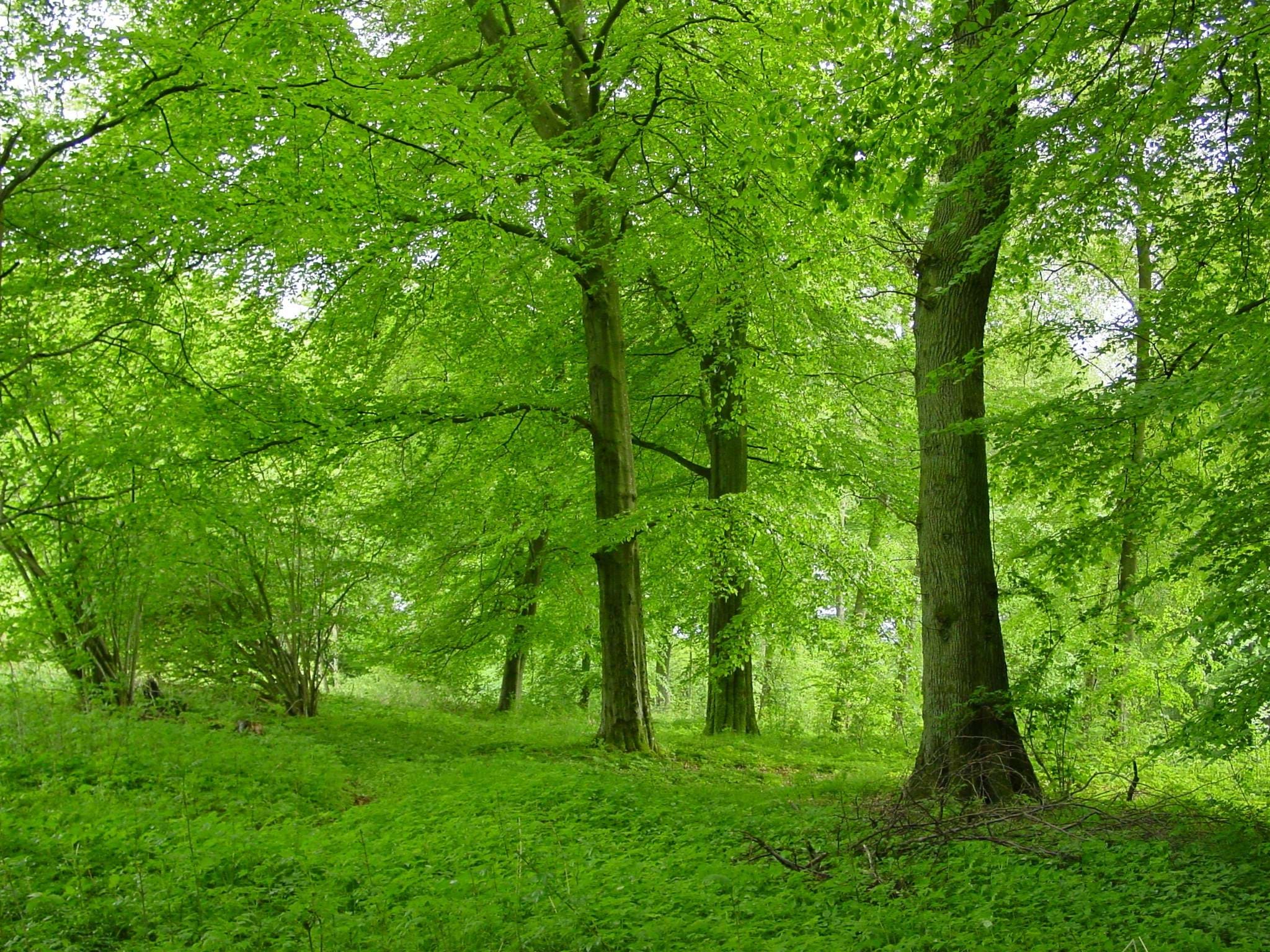 Skov Forår